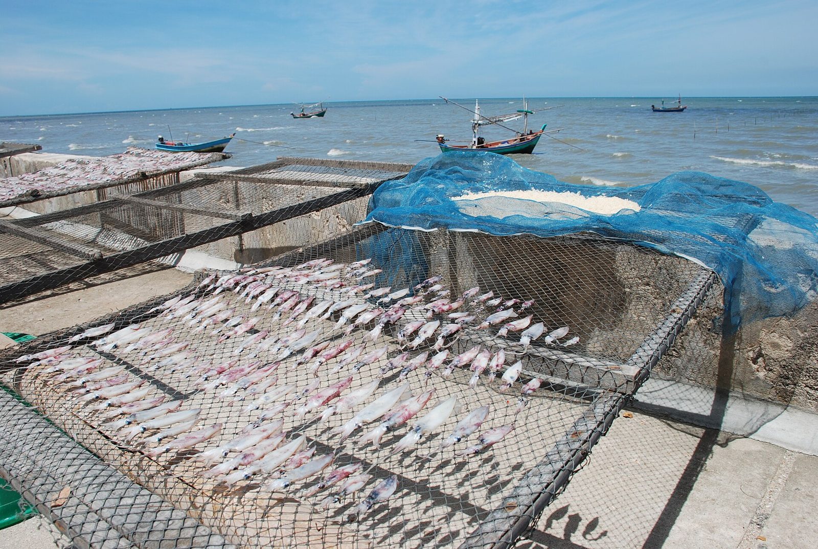 Squid drying in the sun at a fishing village near Kui Buri