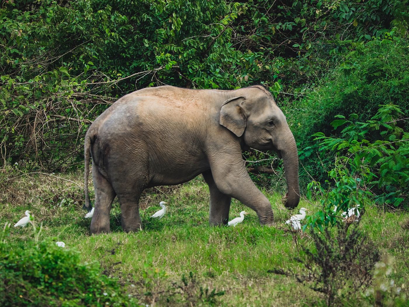 Kui Buri National Park