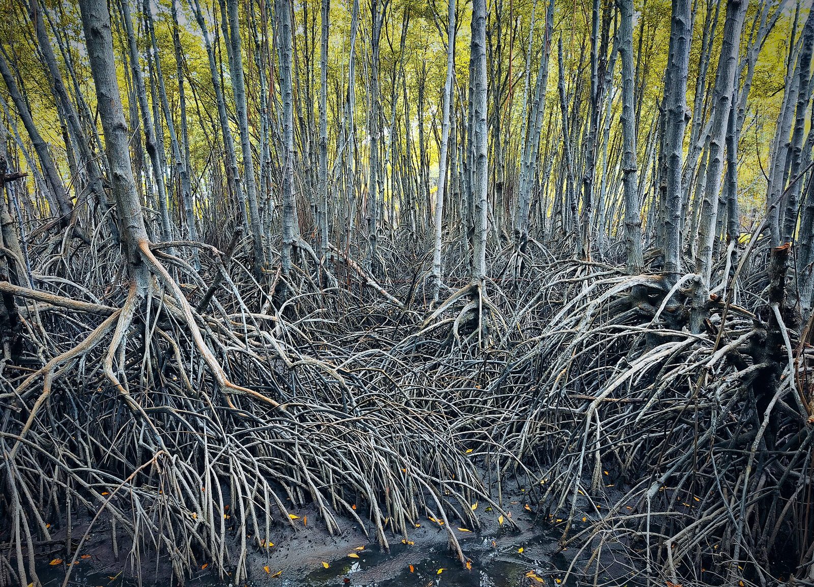 Mangroves at Khao Daeng